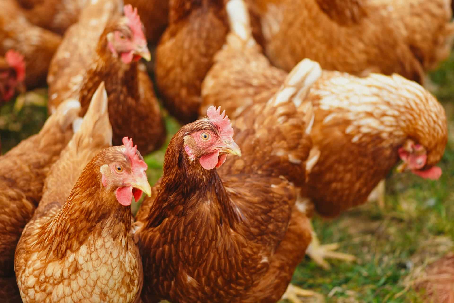 poultry agriculture insurance